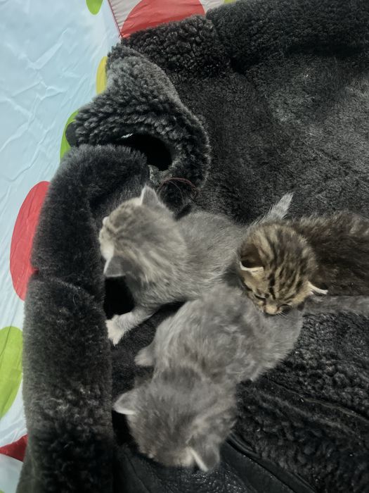 Отдам котят в добрые руки…