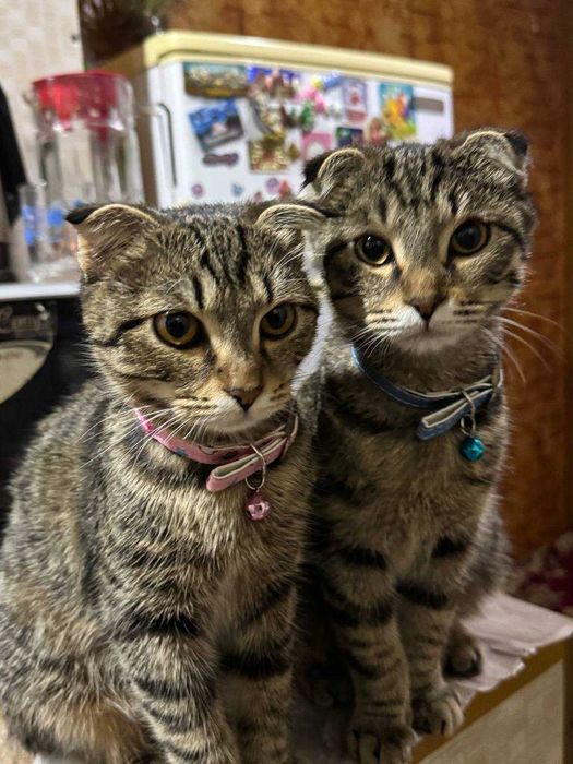 отдам кошек в хорошие руки