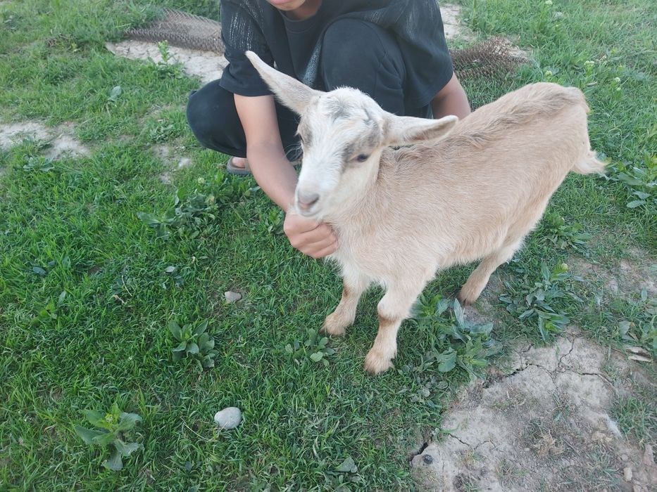 Лақтар продаётся 3