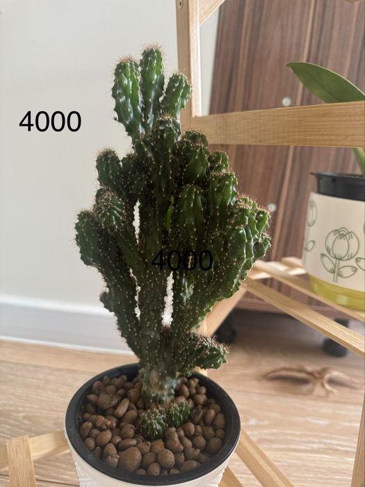 Комнатные цветы очень ухоженные