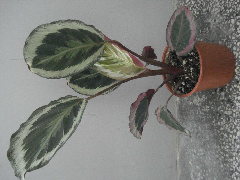 Традесканция, Сансевиера, Кактус, Калатея Розеопикта