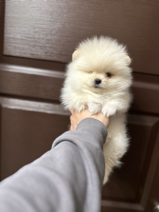 Мини- Померан.