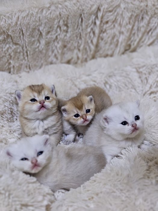 Бронь котят шиншиллы