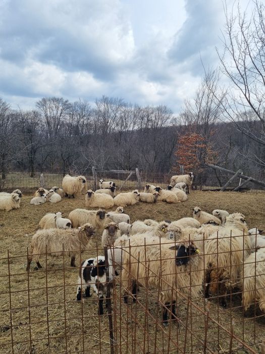 De vanzare oi cu mei
