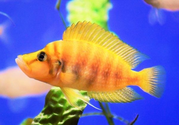 Альтолампрологус компрессицепс еллоу чатика мандарин