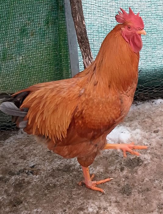 Vînd Cocoși de Rasă Tineret 2025.