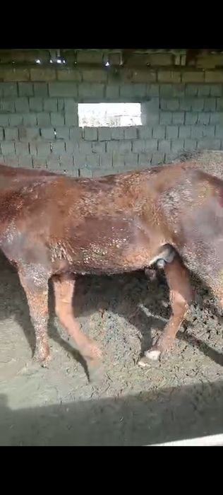 Семіз тайлар сатылады