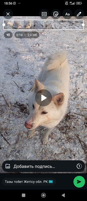 Лайка сатылады еркек