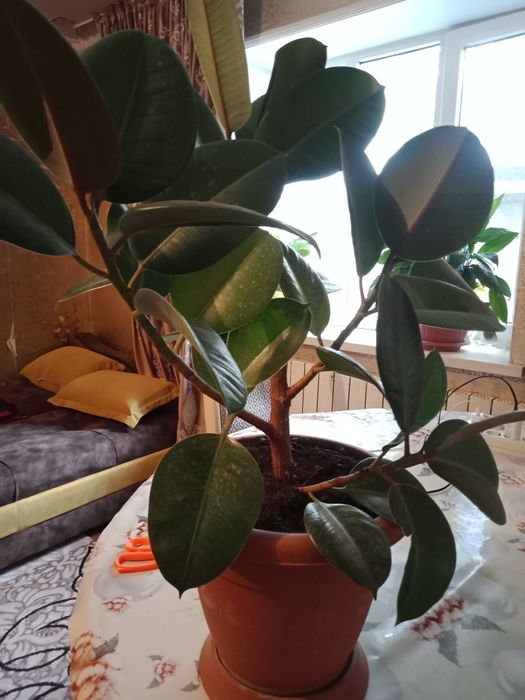 Фикус комнатные цветы