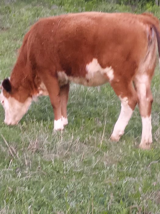 Vând vițică tânără foarte blândă