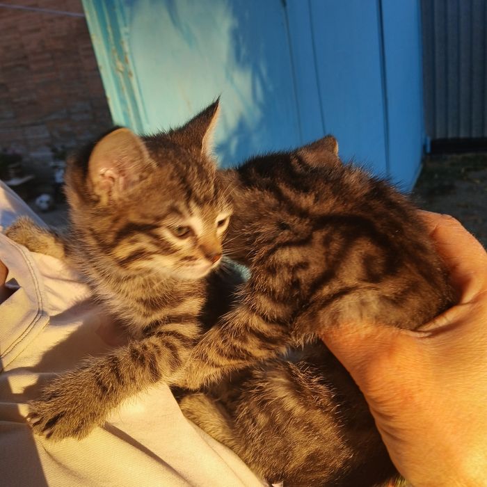 Отдам котят  две девочки