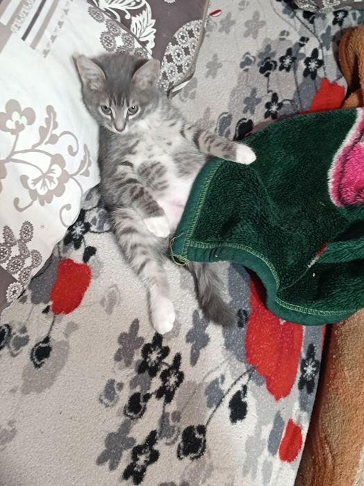 Пропал  котенок!