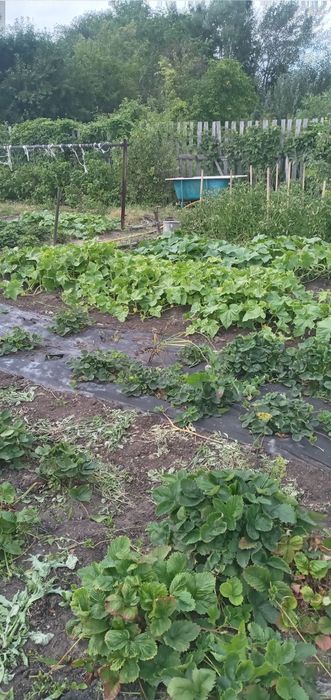 Продам дачу в обществе Борки