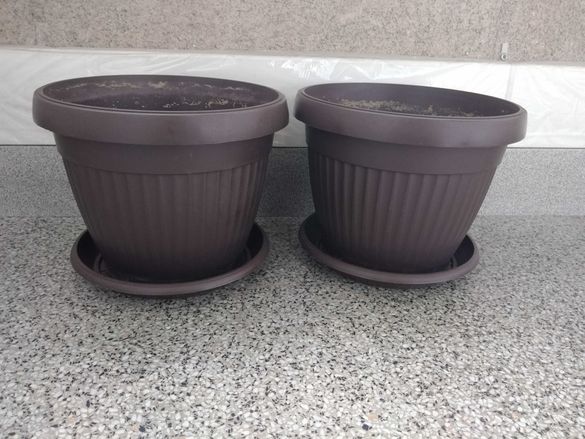 30 М - Цветя, растения, саксии в гр. София - OLX.bg