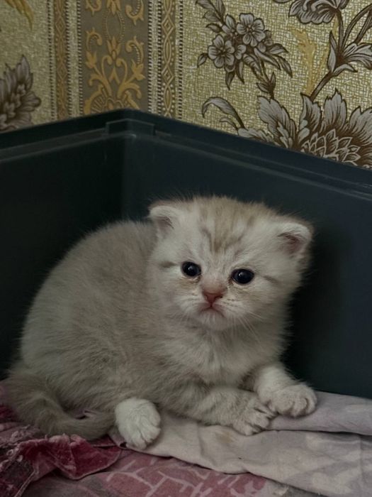 Продам шотландских вислоухих котят