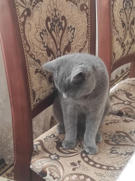 Продается Британский котенок