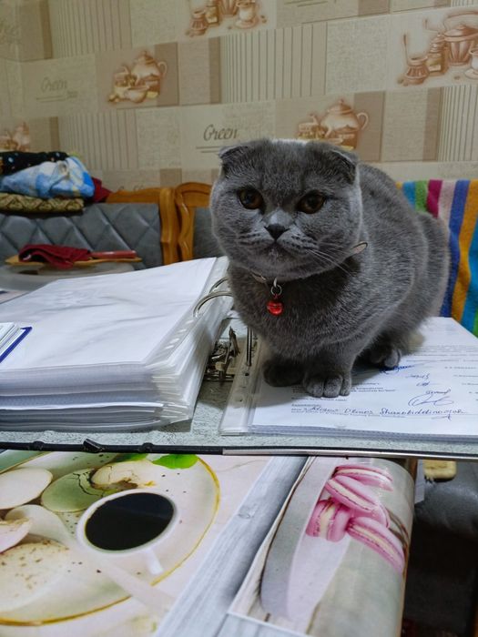 Кошка британской пароды