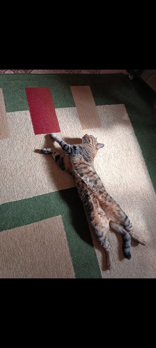 Кот домашний, 3 года