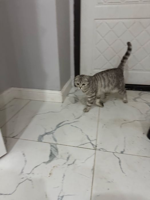прлдам кошку бритнаский вислоуха