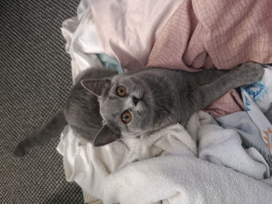 Британски котета