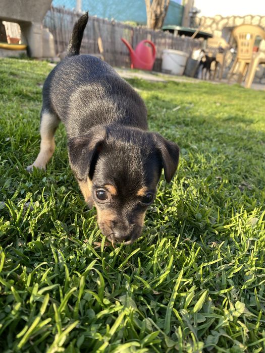 Продавам мини пинчер