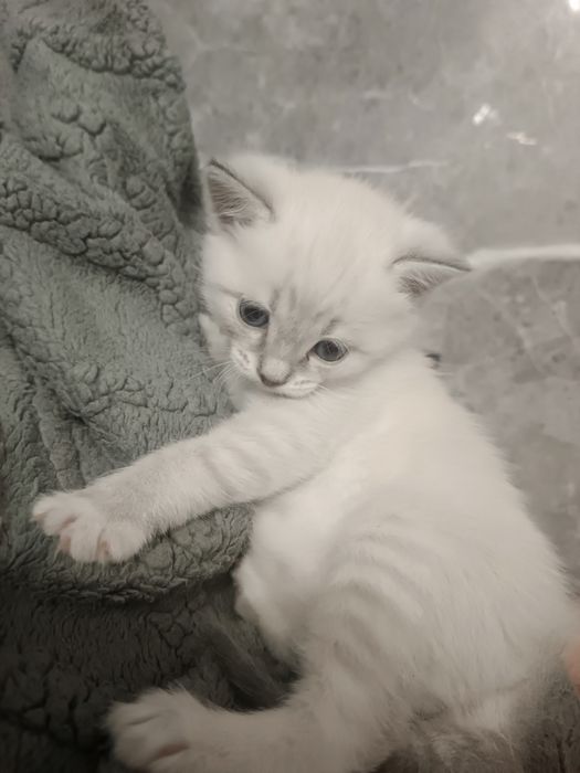 Котик в добрые руки