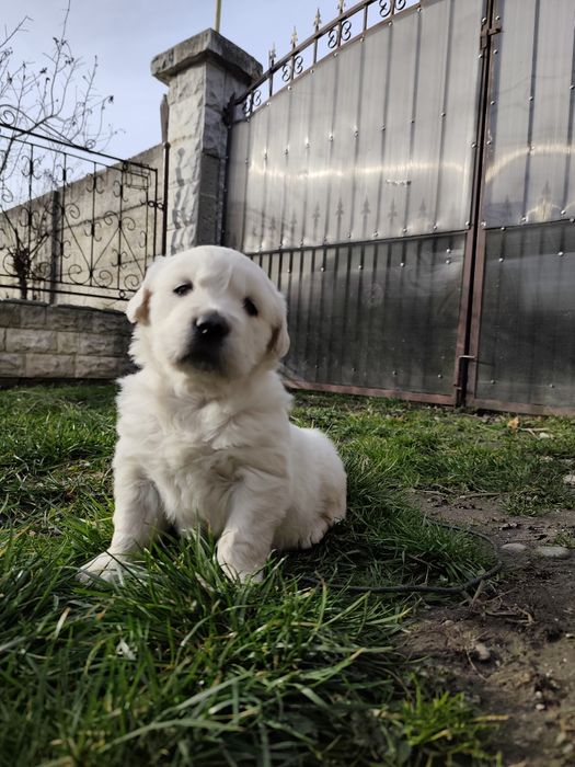 Pui Golden Retierver