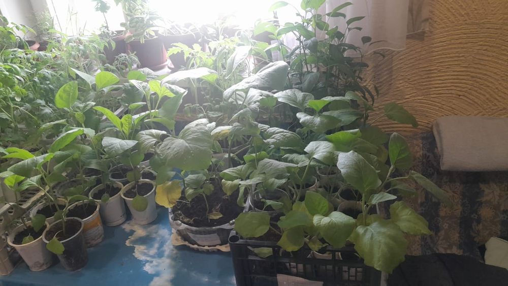 Продам рассаду .