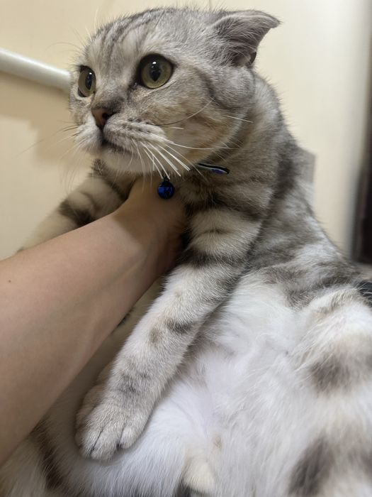 Кашка мушук сотилади