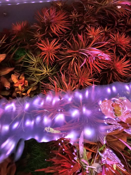 Plante acvariu easy colorate