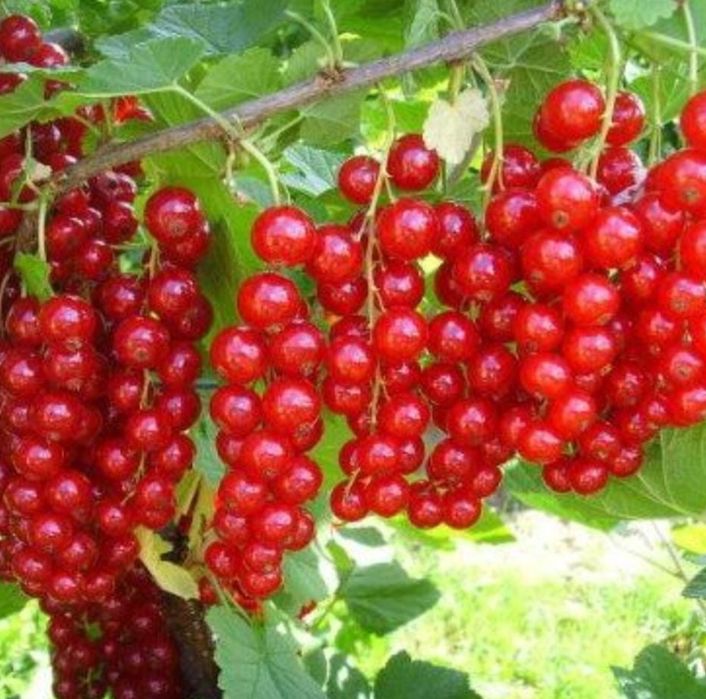 Кусты смородины красной и черной