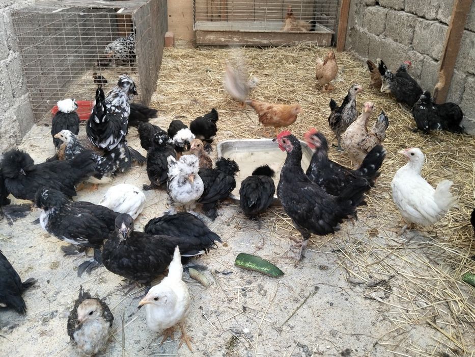 Pui de rasa struma bantam