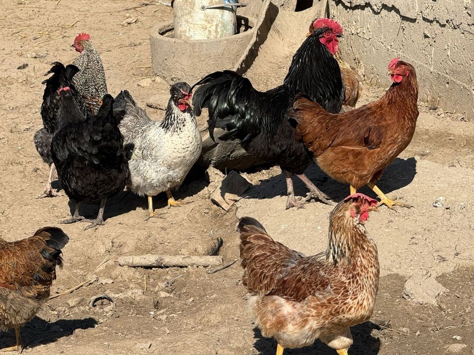 Vând cocosi de țară