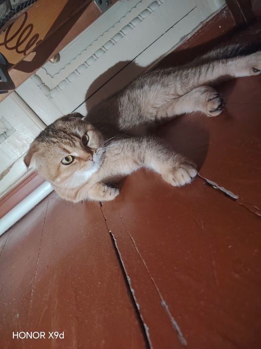 мушук сотилади паспориям бор