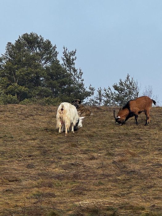 Tap alpin francez primul an