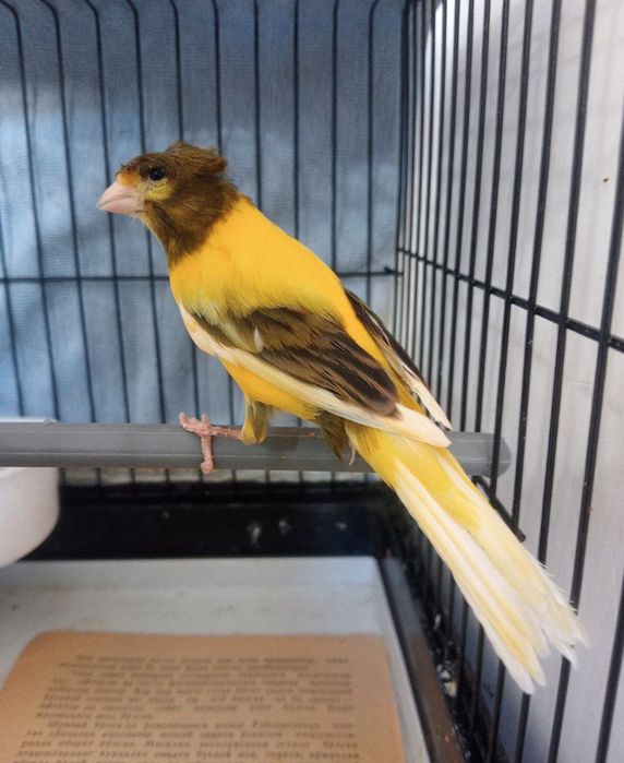 Kanareka sayroqi chubli qora bosh avle nar sotladi