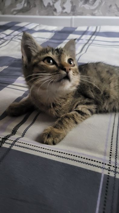 Отдам котёнка мальчик в хорошие руки город Навои