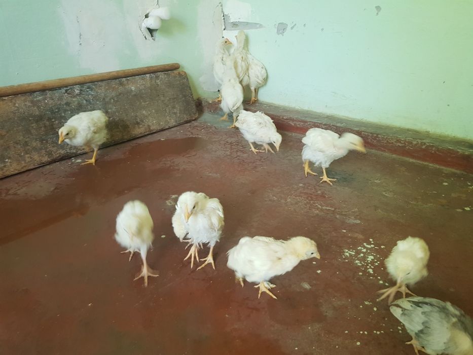 Oq jujalar sotiladi + 1 ta jaydari jo'ja kattalari 1 oy 20 kunlik