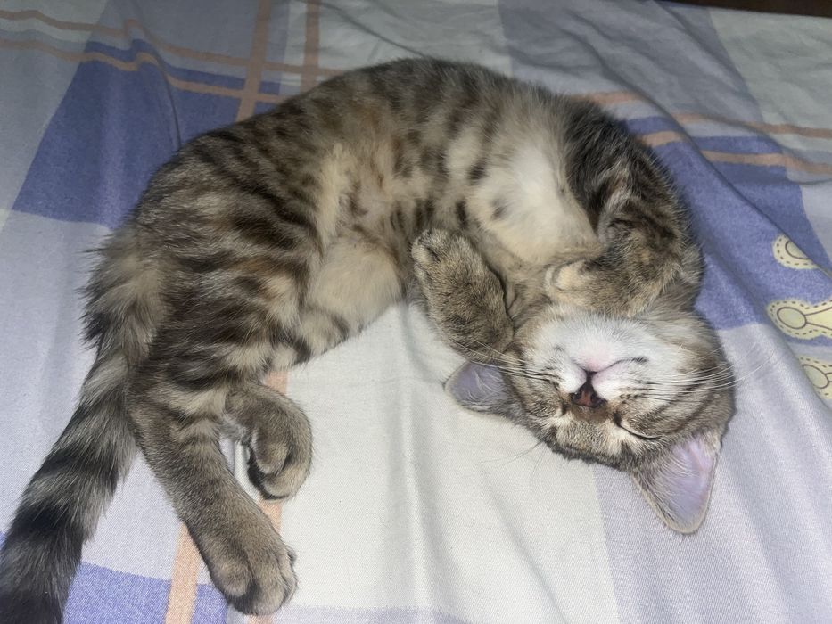 Маленький котёнок