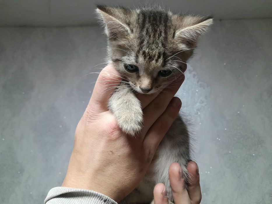 Дарю котят в добрые руки