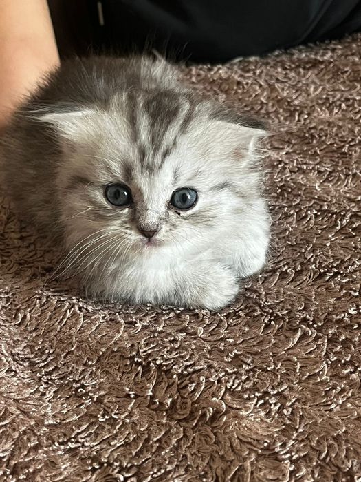 Котята шотландские