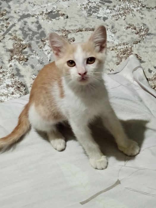 Muchukchani berib yuboramiz