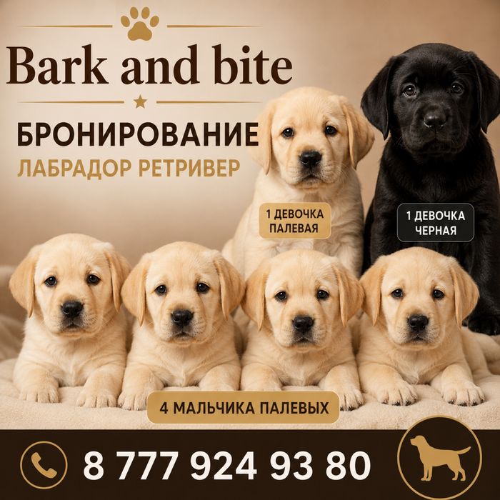 Лабрадор ретривер