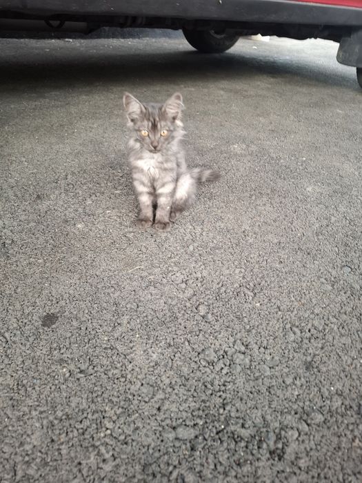 Котята бесплатно