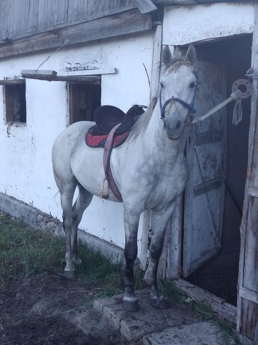 Продам айгыр 8жасар