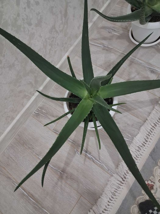 Алоэ вера 2 жыл.