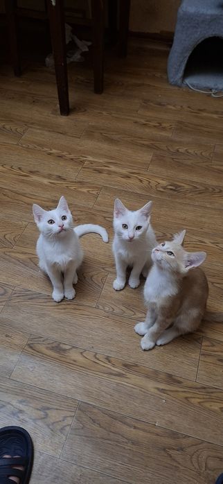 Отдадим котика в хоршие руки
