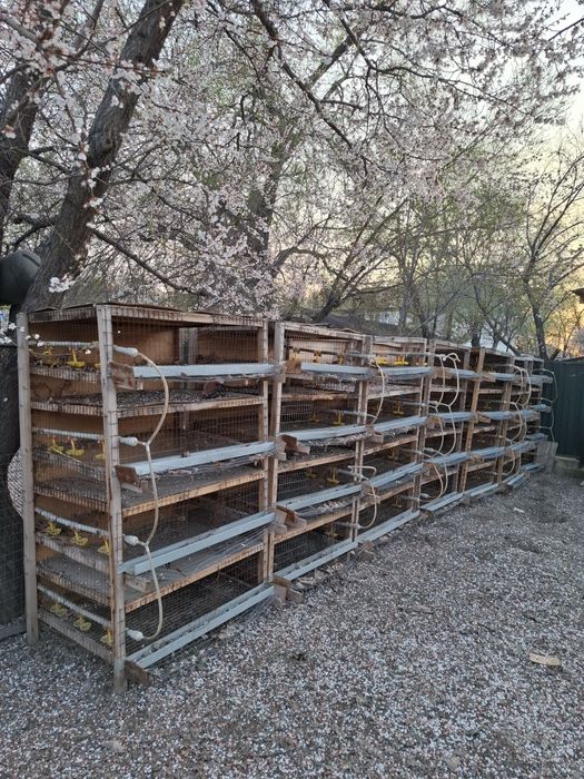 Клетка для перепелов