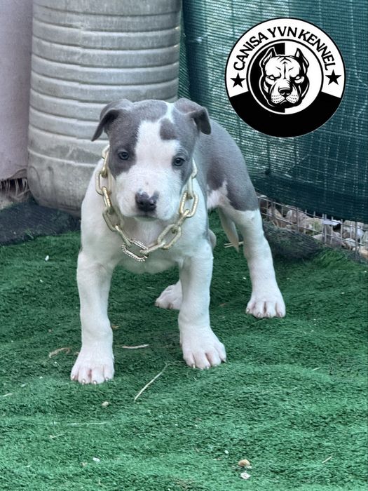 Amstaff blue.