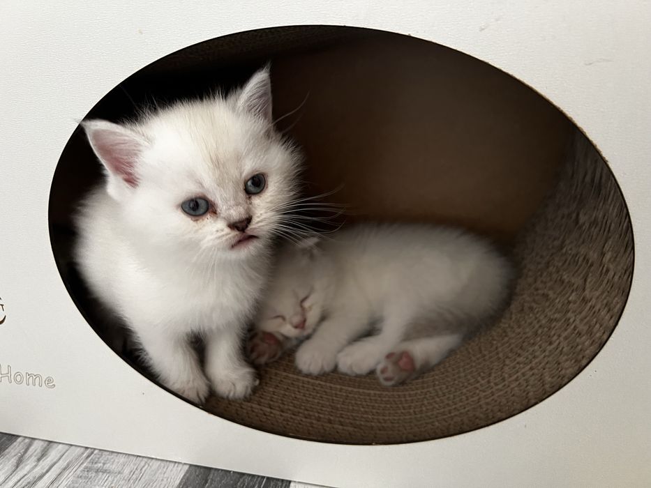 Scottish straight Scottish fold Chinchilla (Shinshilla) mushula sotila